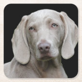Weimaraner Silver Gray Rechteckiger Pappuntersetzer (Vorderseite)