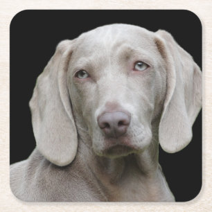 Weimaraner Silver Gray Rechteckiger Pappuntersetzer