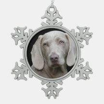 Weimaraner Silver Gray