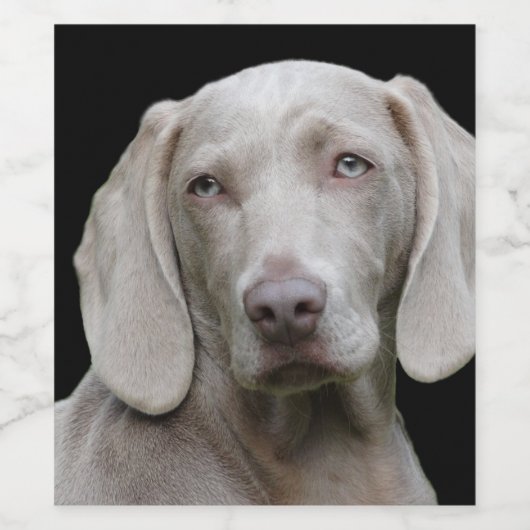 Weimaraner Silver Gray Weinetikett (Einzelnes Label)