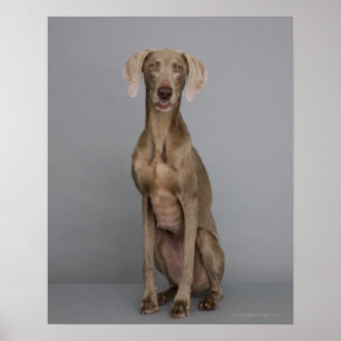 Weimaraner Sitzen, Studioschuß Poster