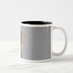 Weimaraner Sitzen, Studioschuß Zweifarbige Tasse