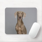 Weimaraner sitzend, Studio-Aufnahme Mousepad (Mit Mouse)