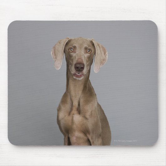 Weimaraner sitzend, Studio-Aufnahme Mousepad (Vorne)