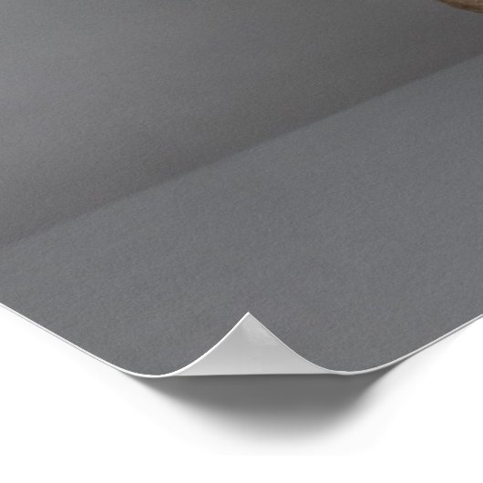 Weimaraner sitzend, Studio-Aufnahme Poster (Ecke)