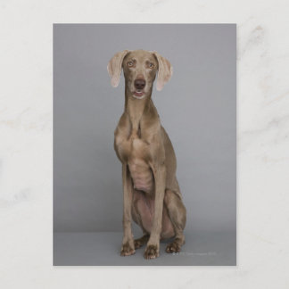Weimaraner sitzend, Studio-Aufnahme Postkarte