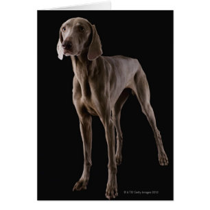 Weimaraner, Studio-Aufnahme