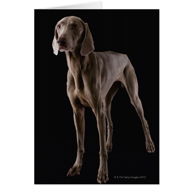 Weimaraner, Studio-Aufnahme (Vorne)
