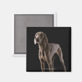 Weimaraner, Studio-Aufnahme Magnet (Vorderseite/Rückseite)