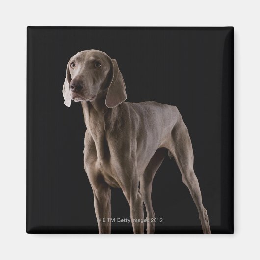 Weimaraner, Studio-Aufnahme Magnet (Vorne)