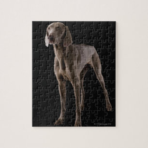 Weimaraner, Studio-Aufnahme Puzzle