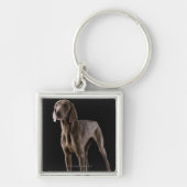 Weimaraner, Studioschuß Schlüsselanhänger (Vorne)