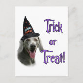 Weimaraner Trick Postkarte (Vorderseite)