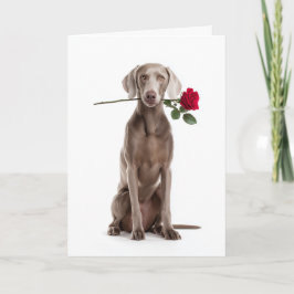 Weimaraner Valentinstag Karte
