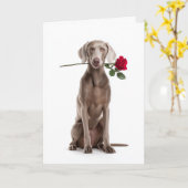 Weimaraner Valentinstag Karte (Gelbe Blume)