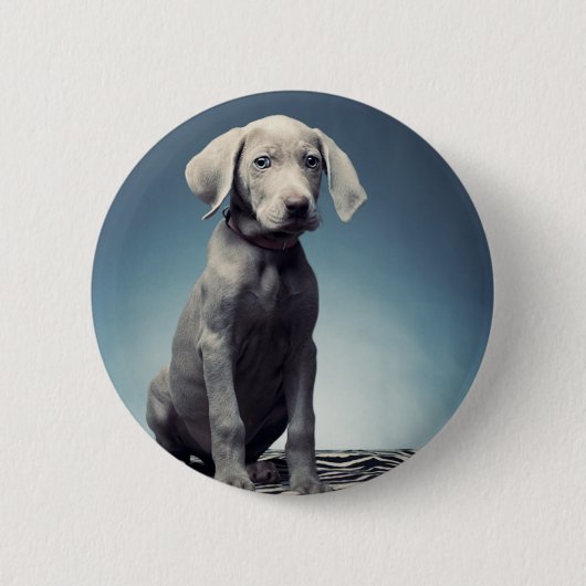 Weimaraner Welpe Button (Vorderseite)