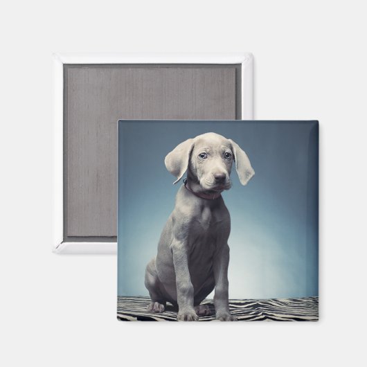 Weimaraner Welpe Magnet (Vorderseite/Rückseite)