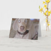 Weimaraner Welpen-Gruß-Karte Karte (Gelbe Blume)