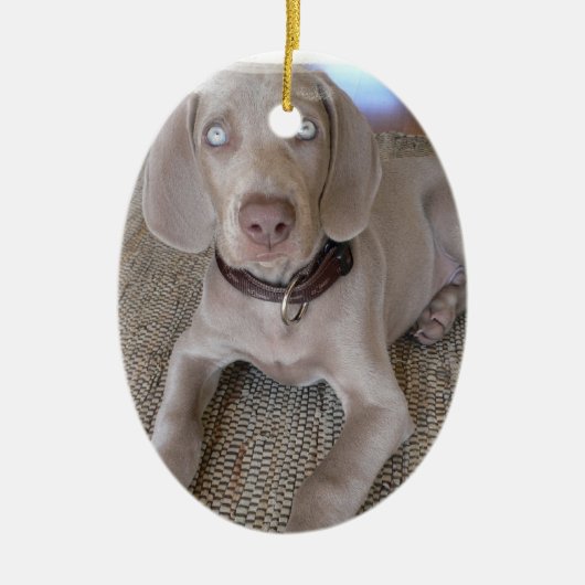 Weimaraner Welpen-Verzierung Keramik Ornament (Vorne)