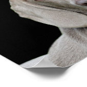 Weimaraner Welpenaugen-Poster Poster (Ecke)