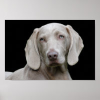 Weimaraner Welpenaugen-Poster