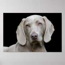 Weimaraner Welpenaugen-Poster