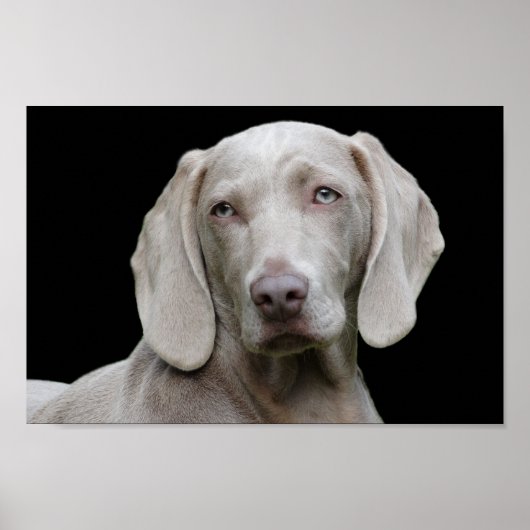 Weimaraner Welpenaugen-Poster Poster (Vorne)