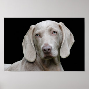 Weimaraner Welpenaugenpfanne Poster