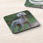 Weimaraner Welpenhund Getränkeuntersetzer (Linke Seite)