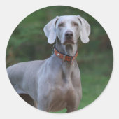 Weimaraner Welpenhund Runder Aufkleber (Vorderseite)