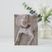 Weimaraner Welpenpostkarte Postkarte (Stehend Vorderseite)