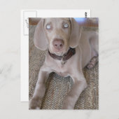 Weimaraner Welpenpostkarte Postkarte (Vorne/Hinten)