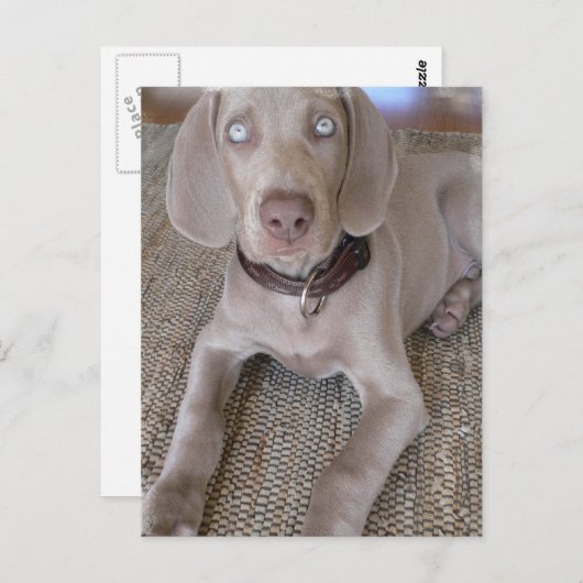 Weimaraner Welpenpostkarte Postkarte (Vorne/Hinten)