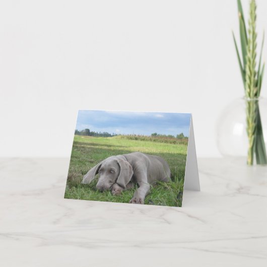 Weimaraner Welppy Notecard Karte (Vorderseite)