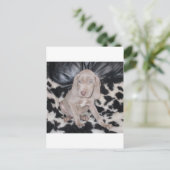 Weimaraner Welppy Postkarte (Stehend Vorderseite)