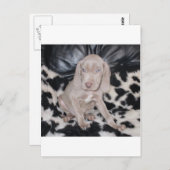 Weimaraner Welppy Postkarte (Vorne/Hinten)