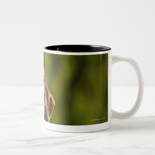 Weimaraner Zweifarbige Tasse (Rechts)