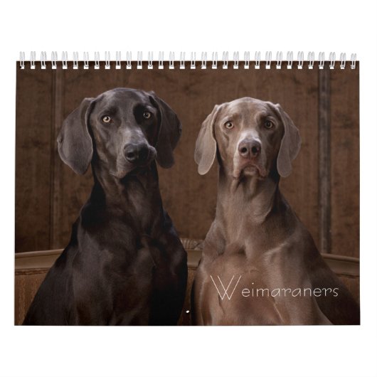 Weimaraners Kalender (Titelbild)