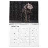 Weimaraners Kalender (Jan 2026)