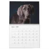 Weimaraners Kalender (Mär 2027)
