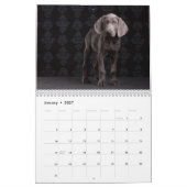 Weimaraners Kalender (Jan 2027)