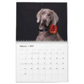 Weimaraners Kalender (Feb 2027)