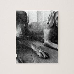 Weimaraners Puzzle
