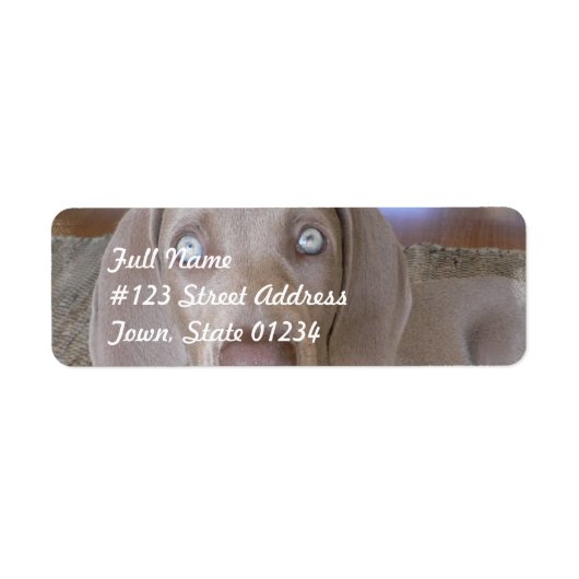 Weimeraner Dog Mailing Label (Vorne)