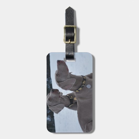 Weimeraner im Schnee Gepäckanhänger (Vorderseite vertikal)