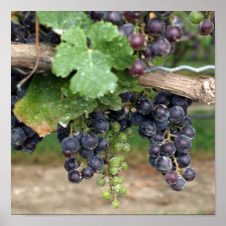 Wein im Weinkeller Poster