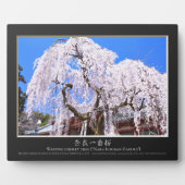 Weinbaum ("Nara Ichiban-Zakura") Fotoplatte (Vorderseite)