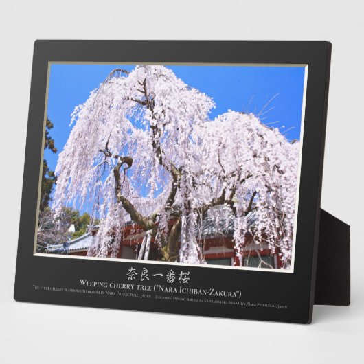 Weinbaum ("Nara Ichiban-Zakura") Fotoplatte (Seite)