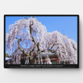 Weinbaum ("Nara Ichiban-Zakura") Fotoplatte (Vorderseite)