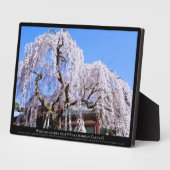 Weinbaum ("Nara Ichiban-Zakura") Fotoplatte (Seite)